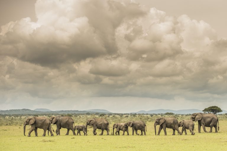 The Art Of Bespoke Luxury Safari Travel With Go2Africa