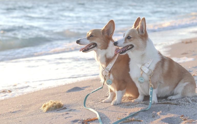 Puppy Style: The 12 Best Gifts for Dog Lovers