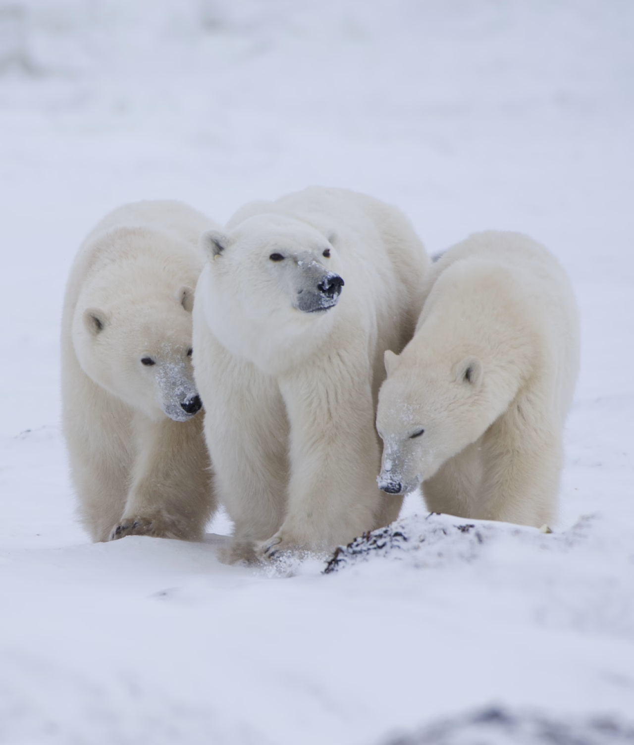 Canada Goose Celebrates International Polar Bear Day with an Exclusive Snow Goose Collection