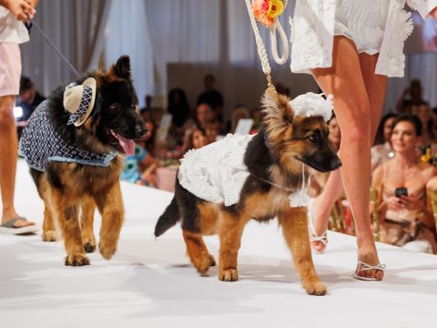 Big Dog Ranch Rescue Raises $5.5 Million at Star-Studded Wine, Women & Shoes Gala in Palm Beach