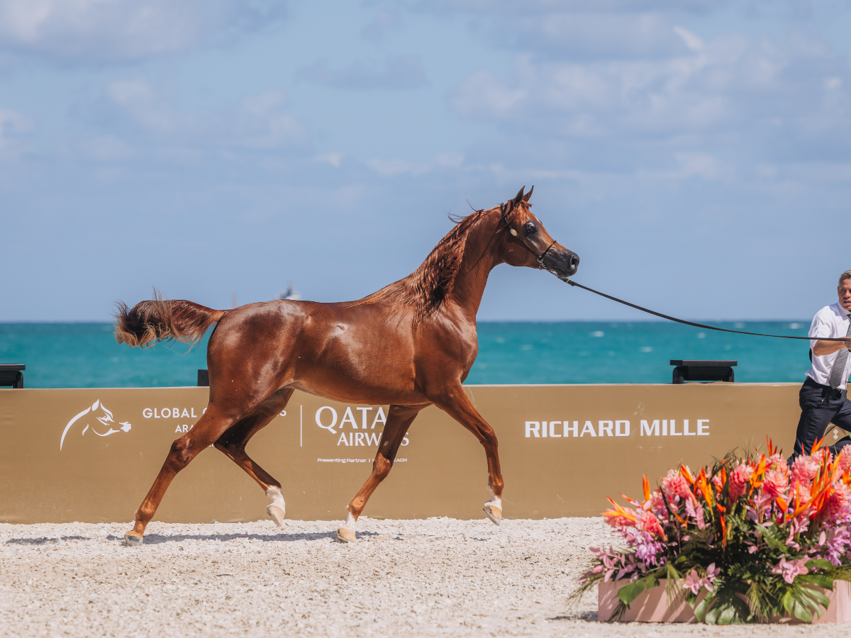 A World-Class Equestrian Spectacle Returns to Miami Beach