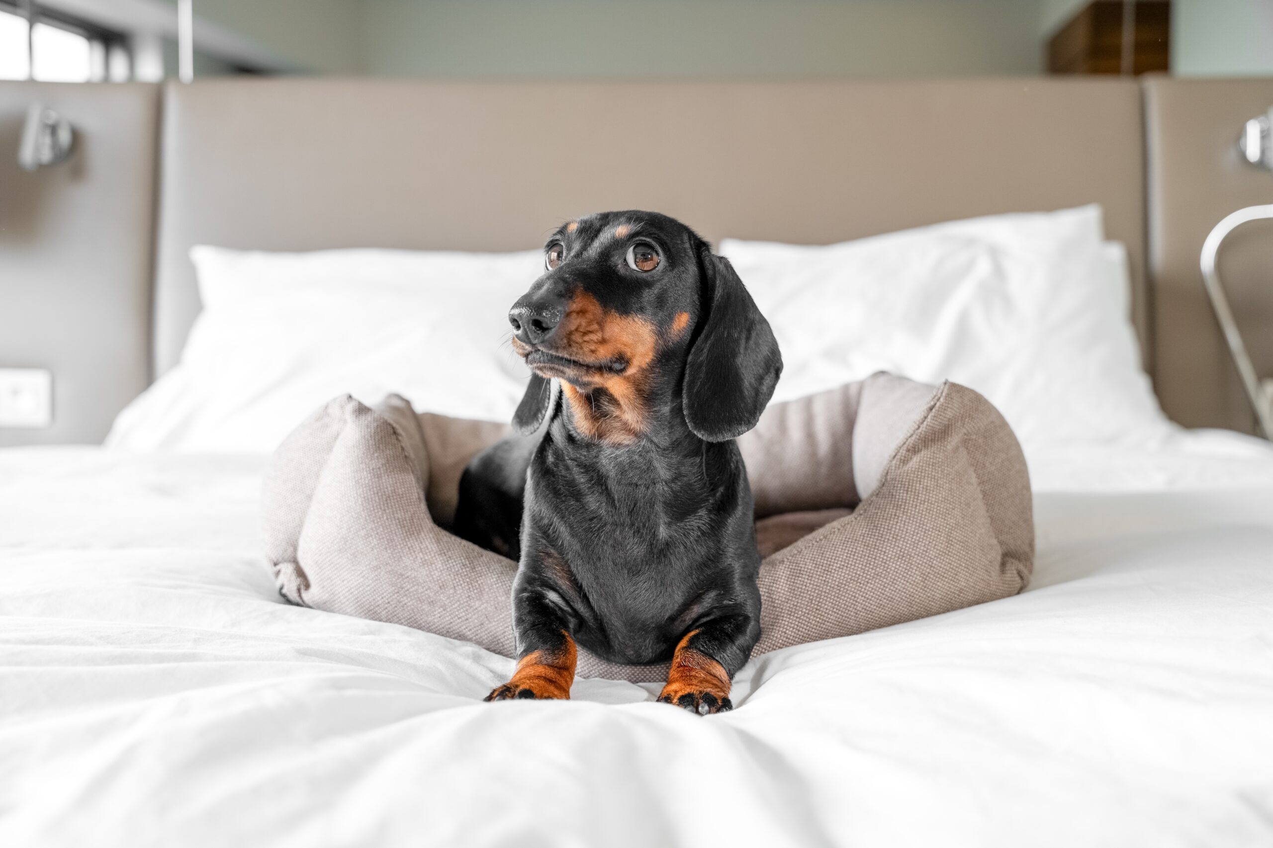 Dog-friendly hotels