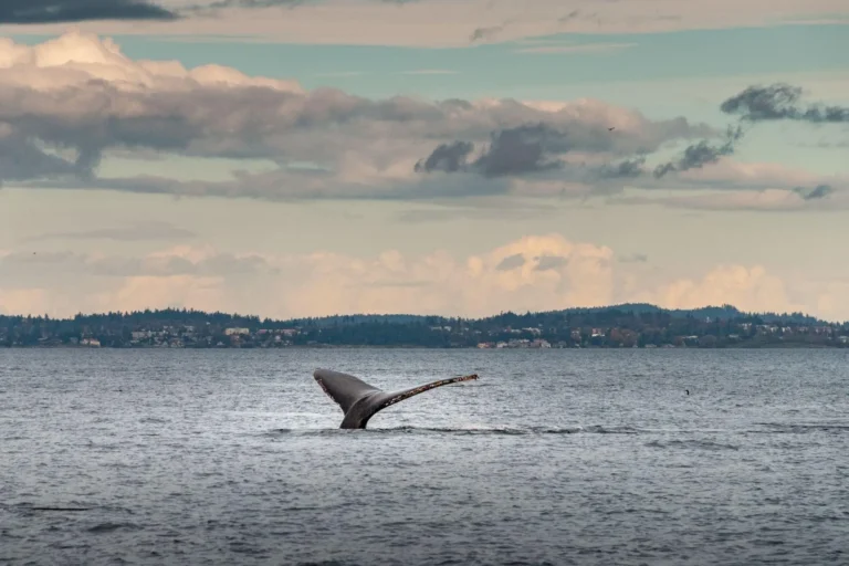 The Only Place You Can Swim With Sperm Whales Has Written Their Protection Into Law