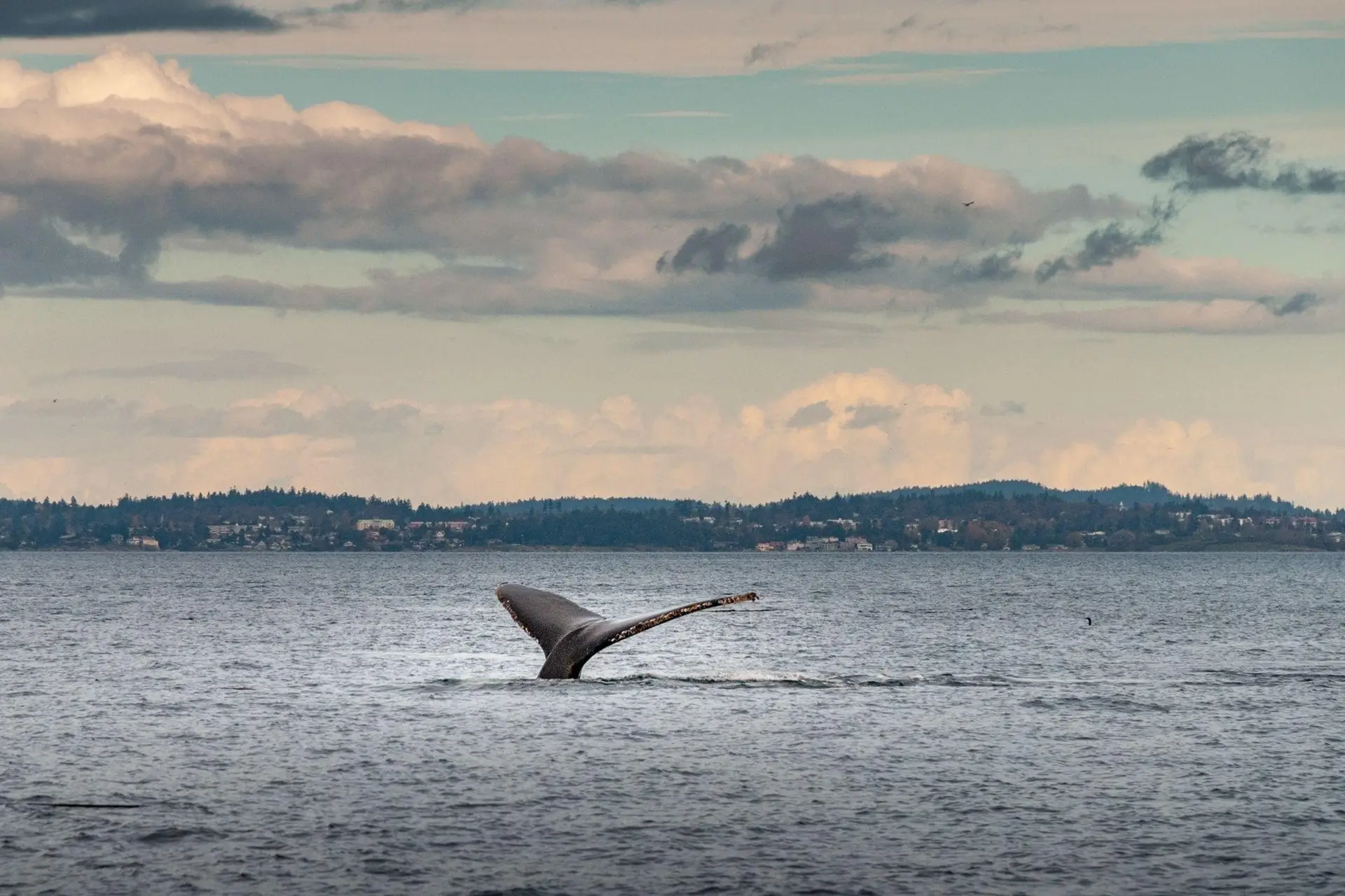 The Only Place You Can Swim With Sperm Whales Has Written Their Protection Into Law