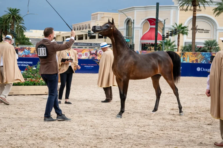 Global Champions Arabians Tour Brings 2026 Americas Final to Las Vegas