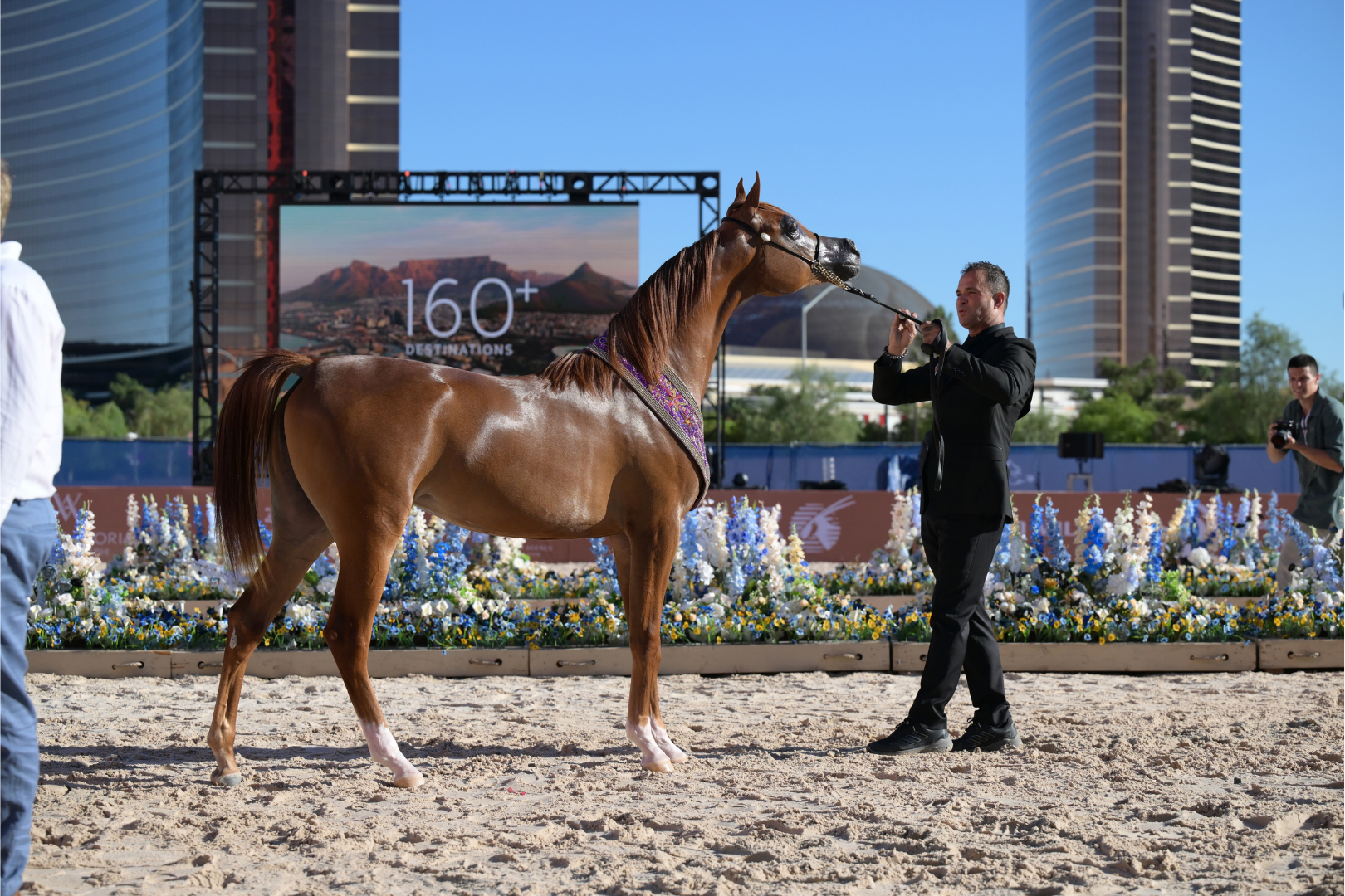 The Global Champions Arabians Tour Closed Its 2026 Americas Season in Las Vegas With a Spectacular Finale