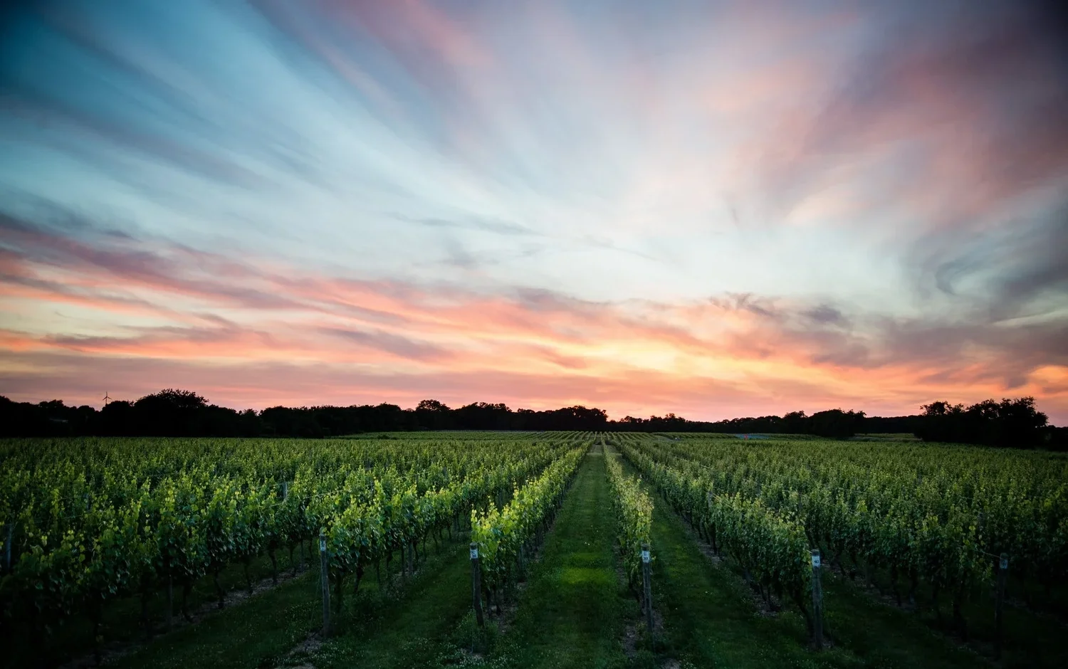 Sunset over the vineyard at Bedell Cellars in Cutchogue, one of the best wineries North Fork Hamptons