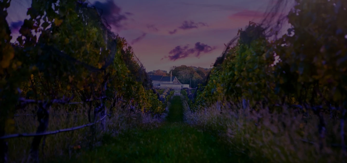 Vineyard rows at dusk at Macari Vineyards in Mattituck, one of the best wineries North Fork Hamptons