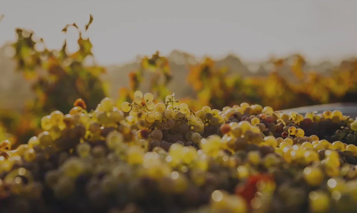 White wine grapes ready for harvest at RGNY in Riverhead, one of the best wineries North Fork Hamptons